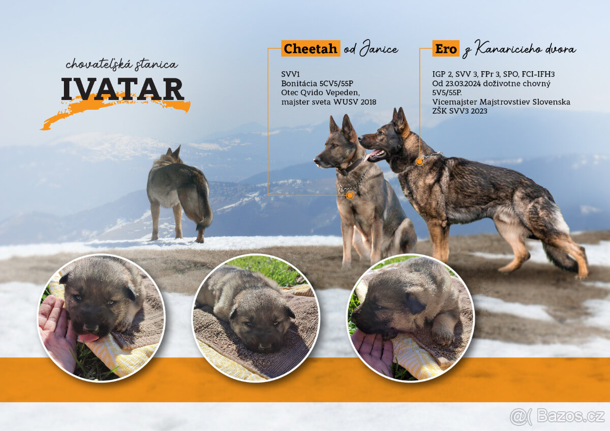 Šteniatka NO s PP - 9