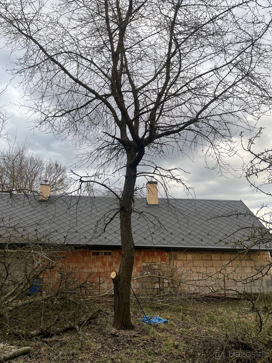 Pokácené dřevo ovocných stromů - 9