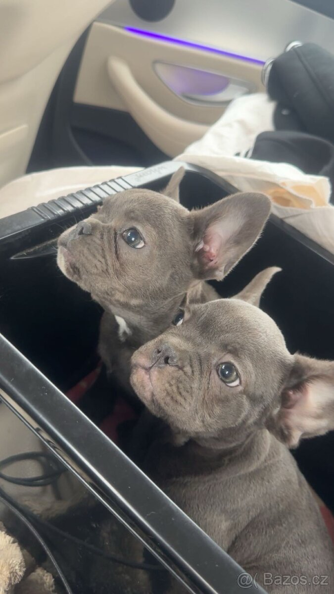 Francouzský buldoček - 9