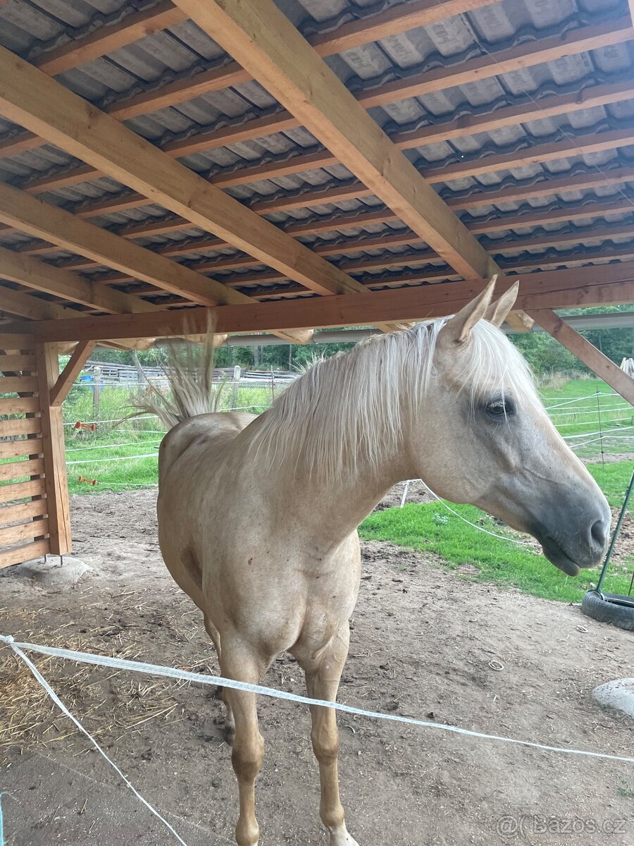 Prodám krásného isabela valacha - 9