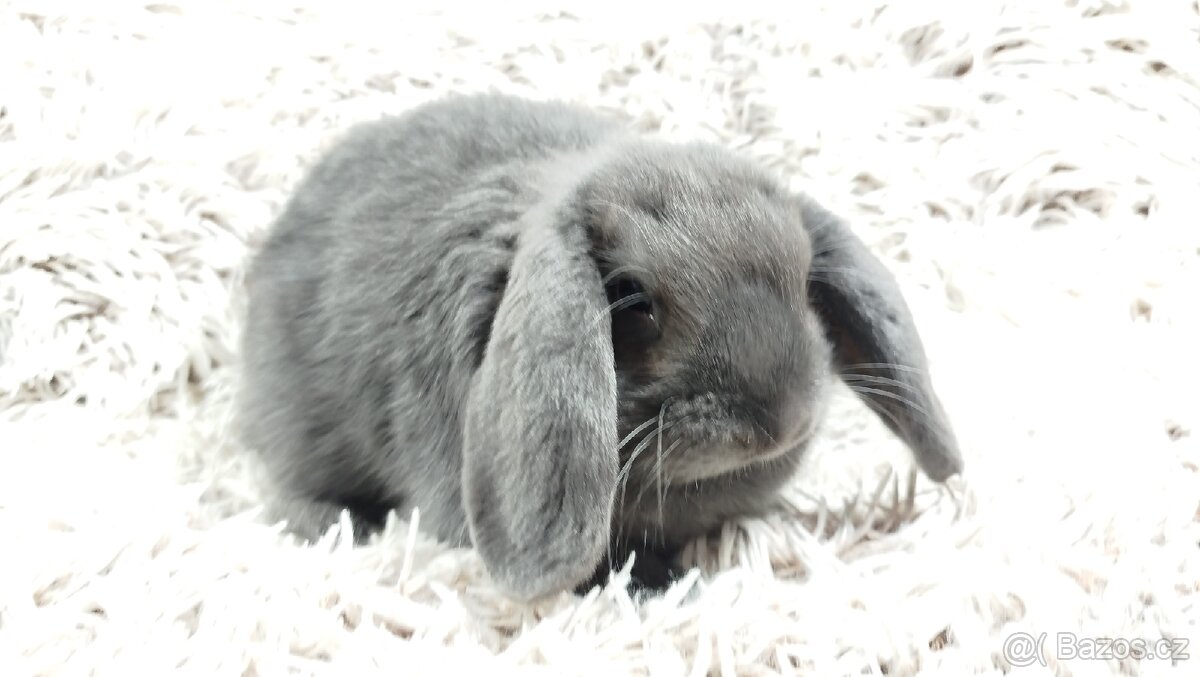 Zakrslý beránek, králíček, králík - BONNY - 9