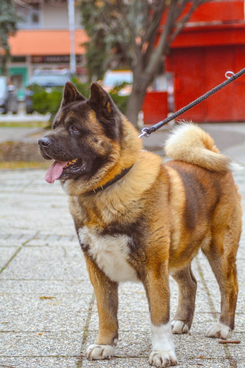 Americká akita s pp - 9