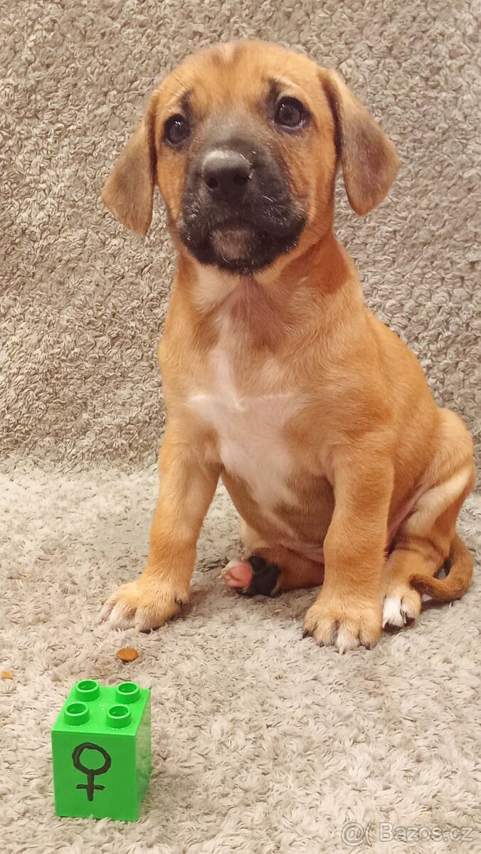 Kříženci – retrívr x labrador x ridgeback x stafford - 9