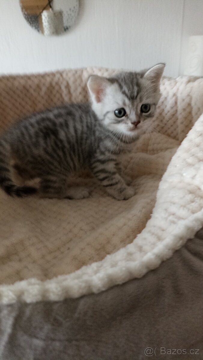 Britská whiskas koťátka s PP - 9