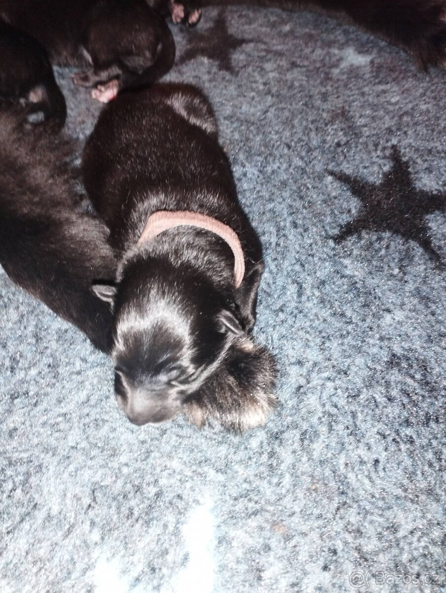 Belgický ovčák GROENENDAEL s PP - 9