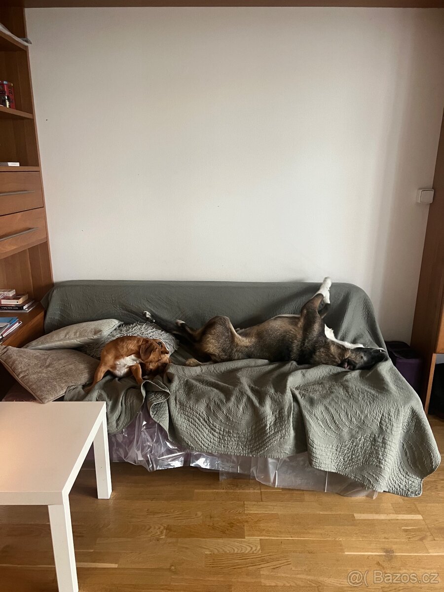 Tjoma hleda milujici domov - 9