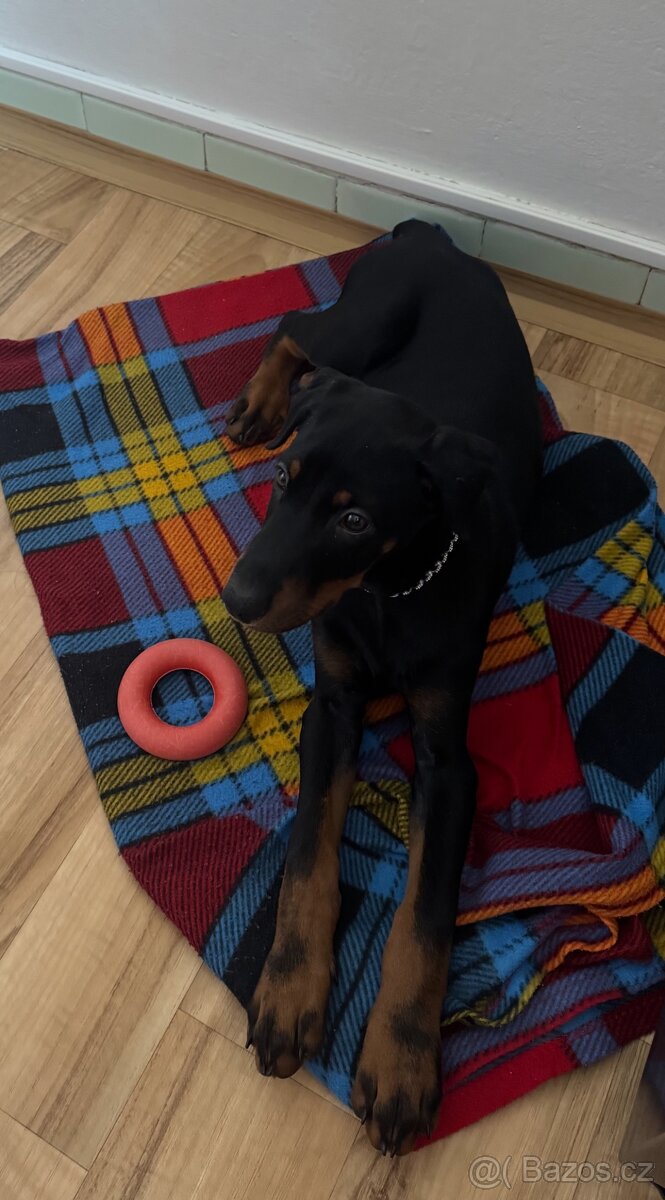 Dobrman - kupírováná fenka - 9