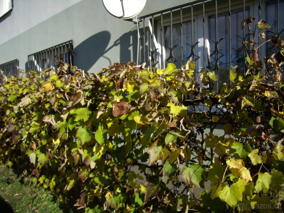 Prodám byt 64m2 - 9