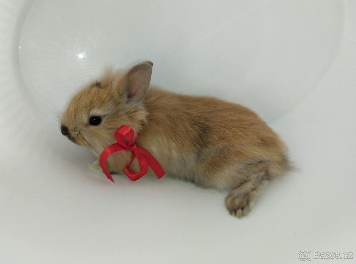 Zakrslý králíček bez PP samička Samatha - 9