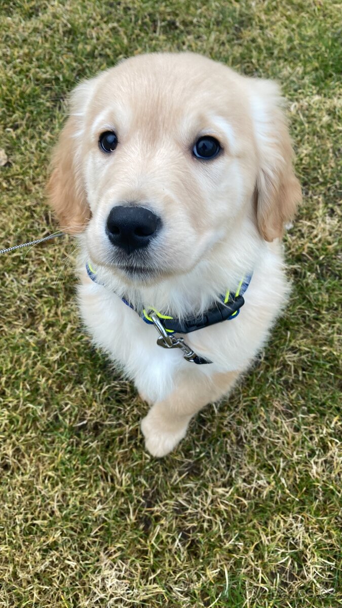 Nabídka ke krytí - zlatý retrívr - 9