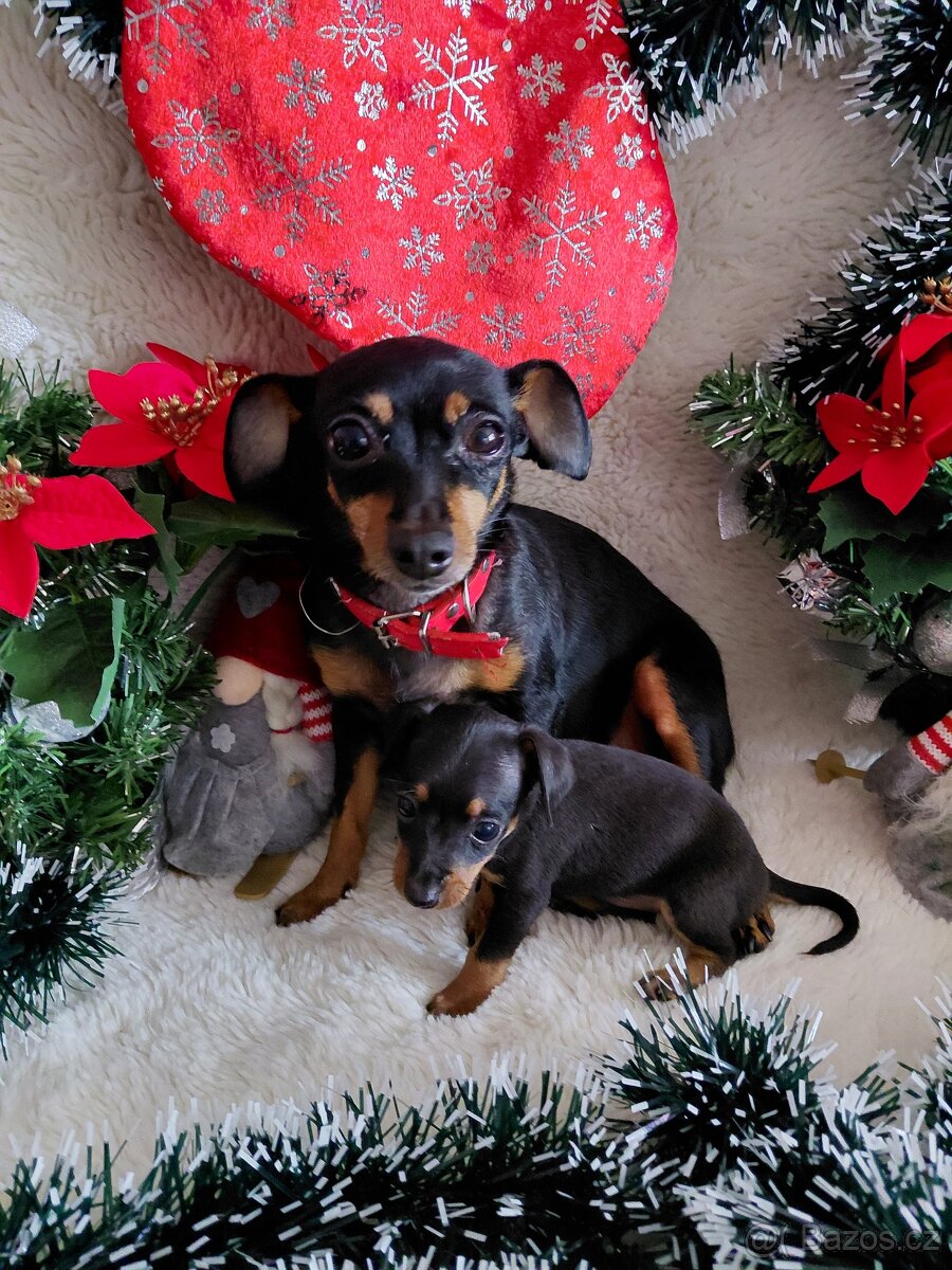 Prazsky krysarik - 9