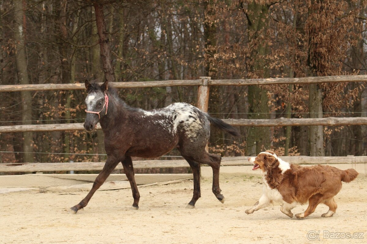 Black Pintaloosa SND Maxie - 9