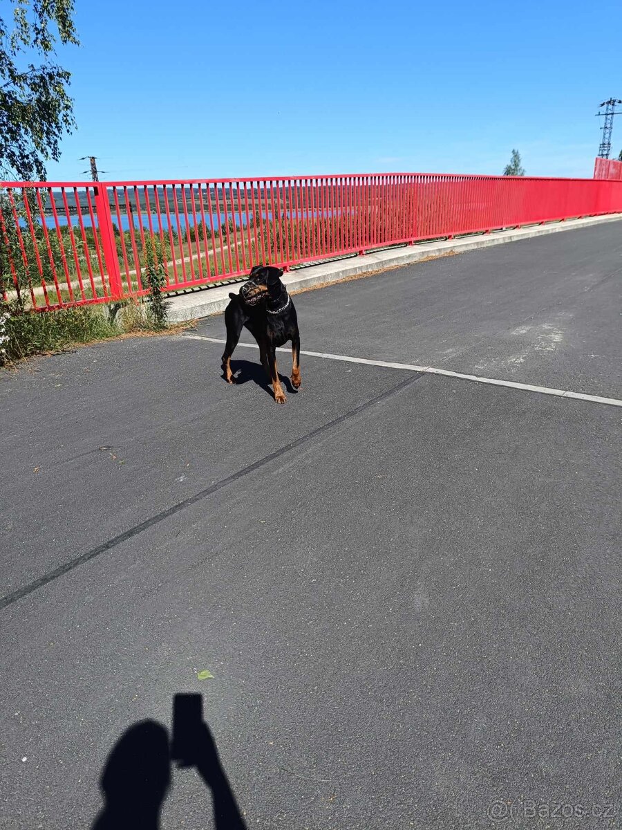 adopce Dobby - 8.12. 2021 narozený - 9