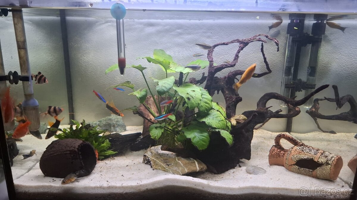 Komplet zaběhle akvarium. - 9