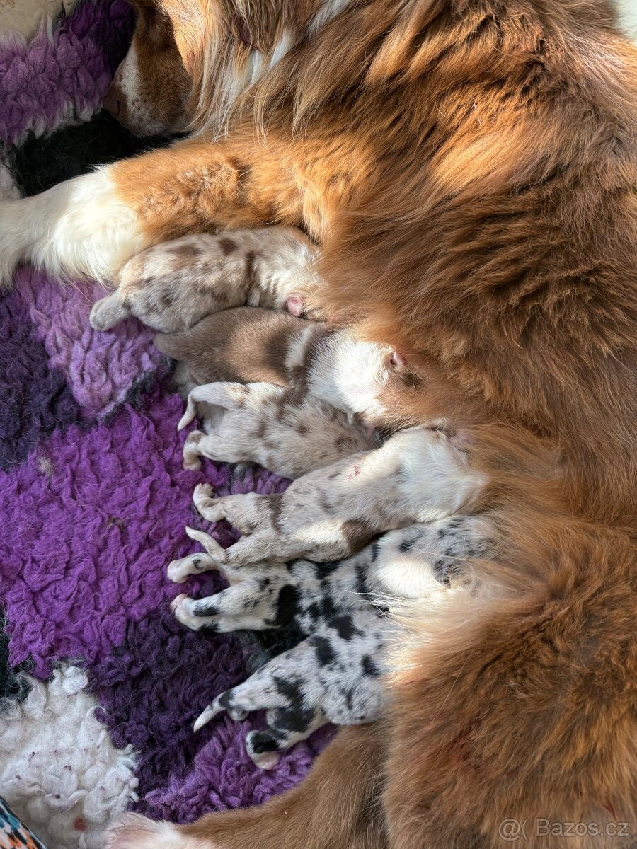Australský ovčák s PP - red merle Lex - 9