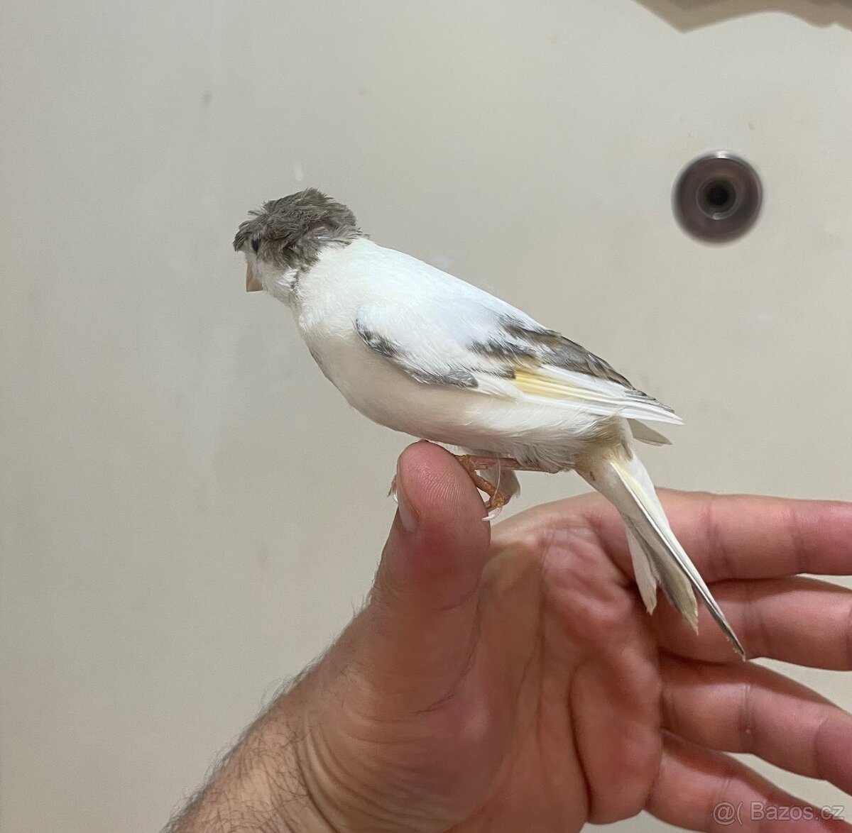 Nabízím kanáři 5/12/2025 - 9