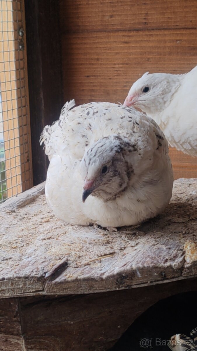 Násadová křepelčí vejce, vajíčka - 9