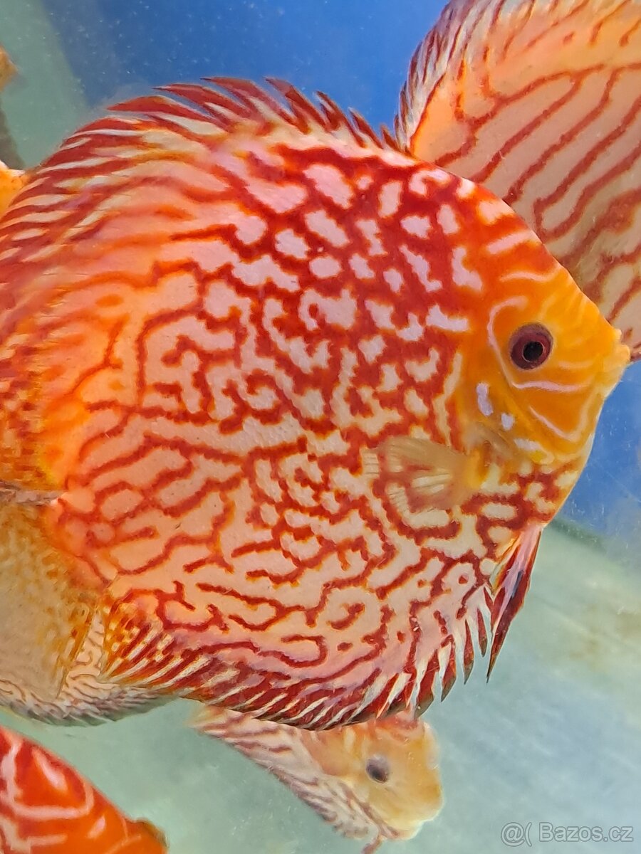 Discus-Terčovec - 9