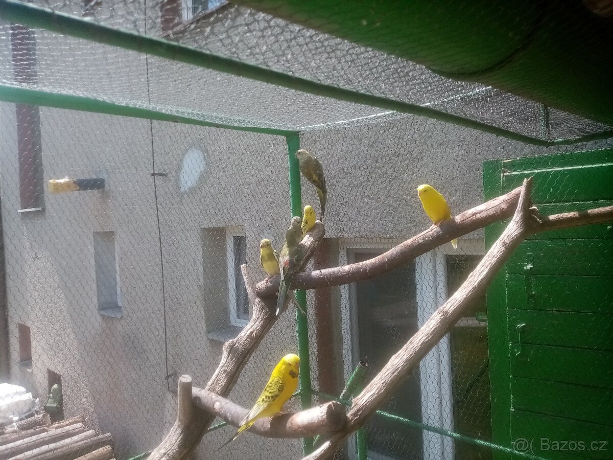 Papoušek zpěvavý, letošní mladé - 9