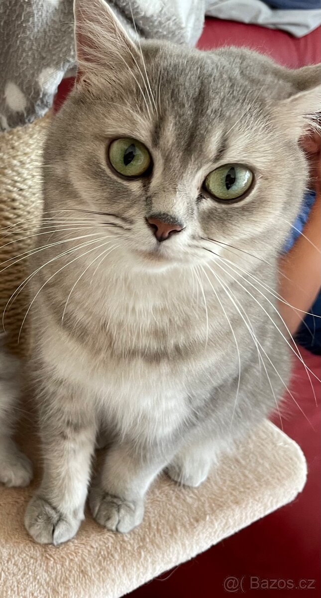 koťátko bez PP (kočička světlá) - 9