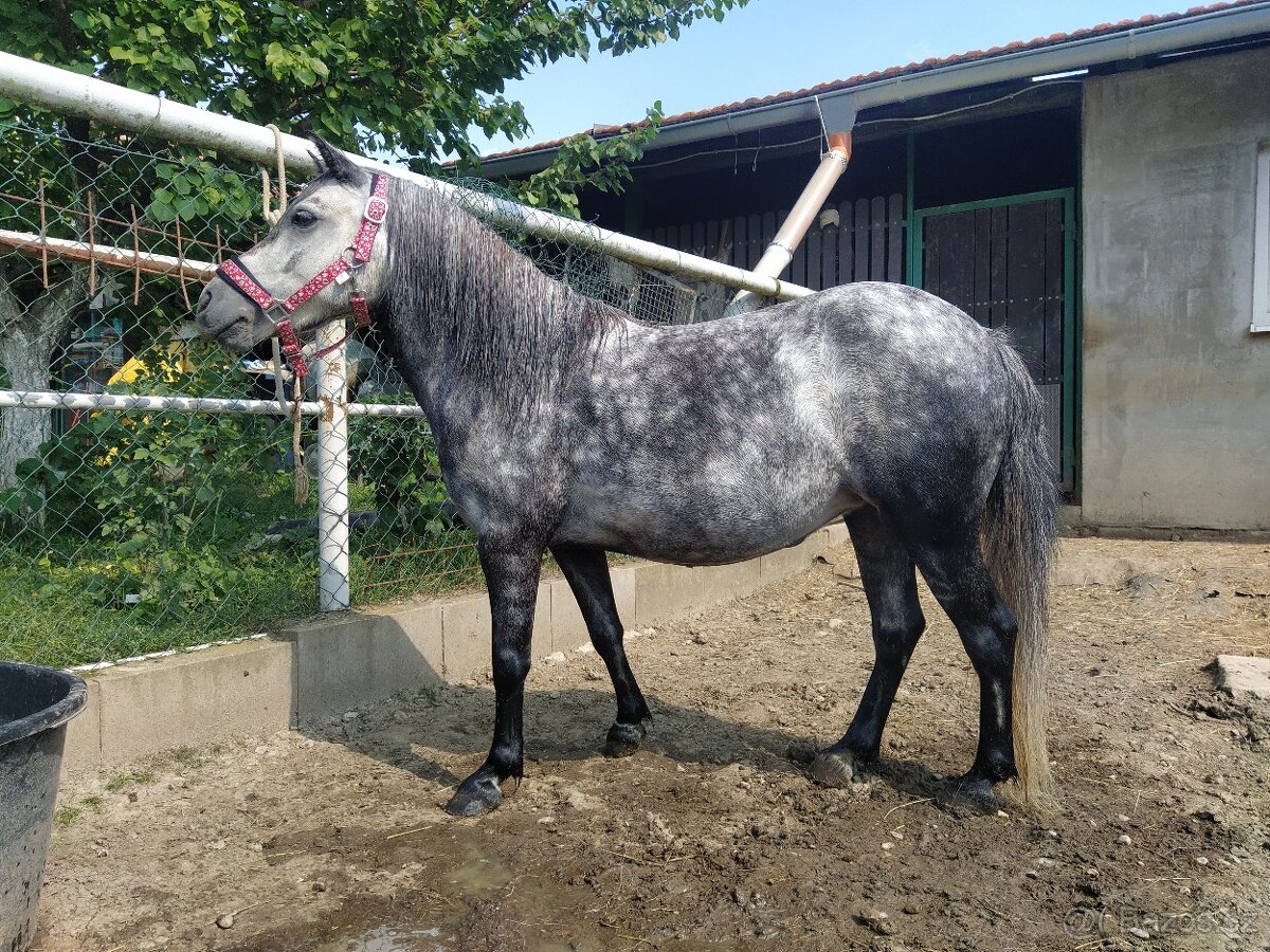 Pony klisna - 9