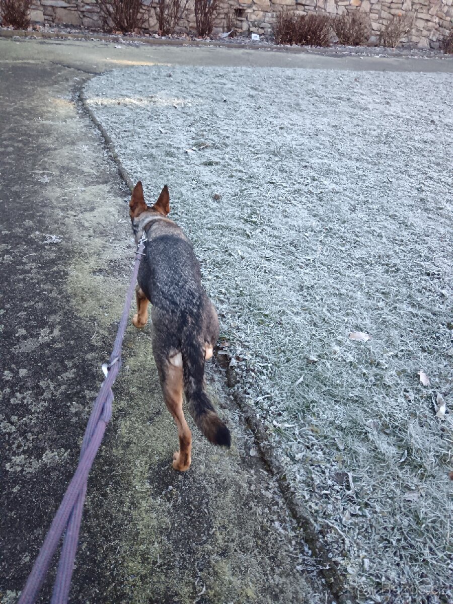 Daruji fenku německý ovčák kříženka - 9