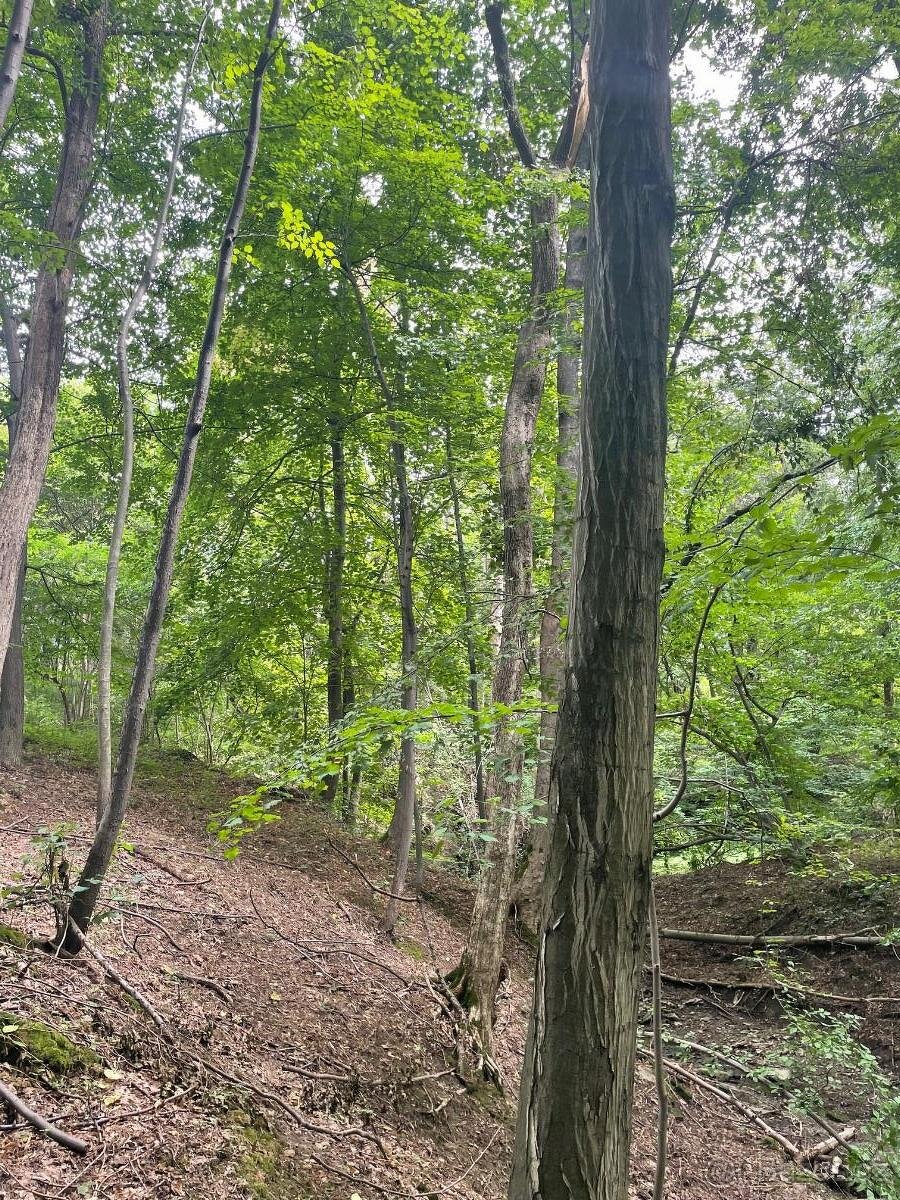 Prodám lesní pozemek na k.ú. Horní Žukov - 9