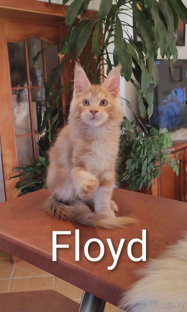 Mainská mývalí koťátka s PP - 9