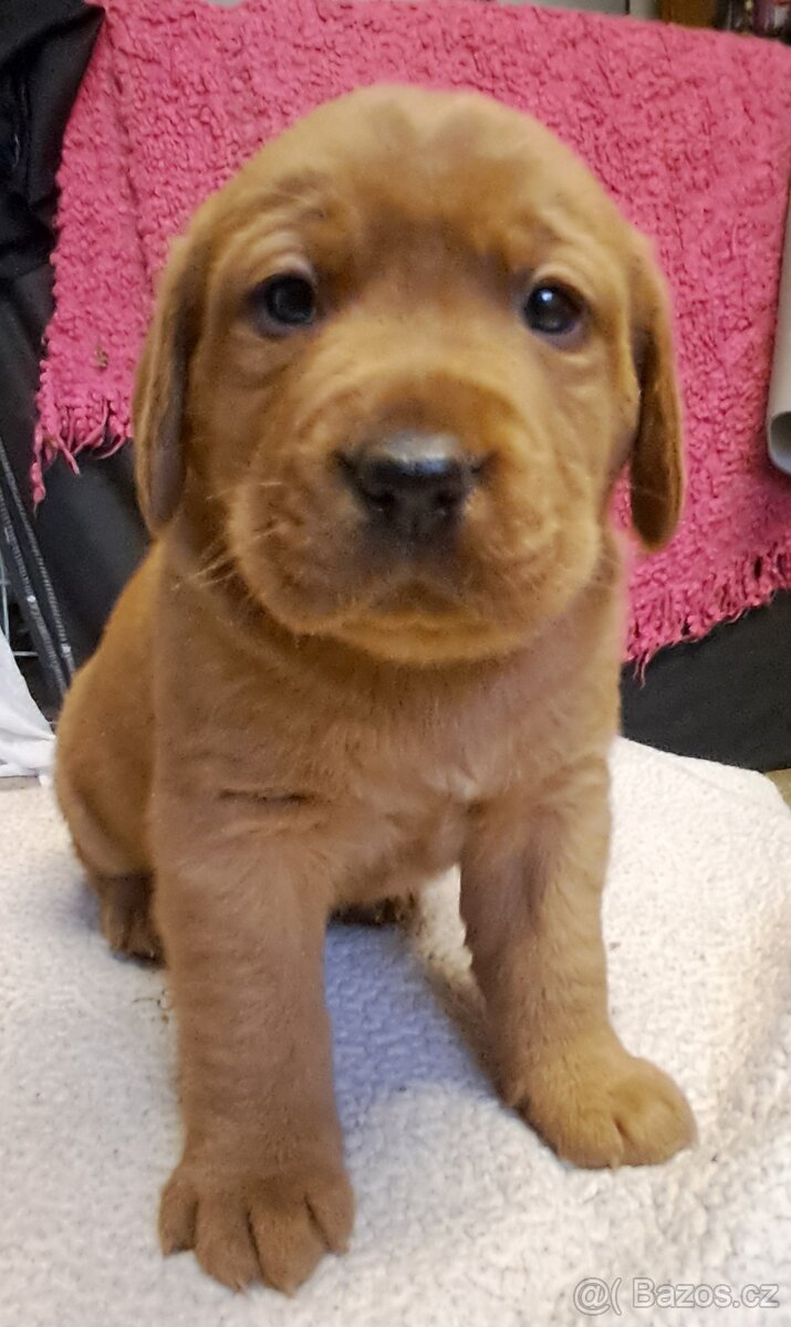 Labradorský retriever s PP - 9