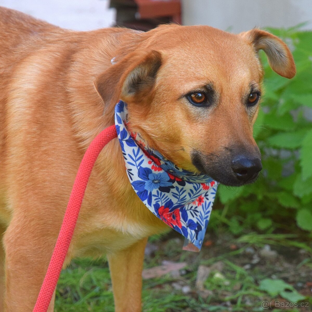 Bernarda – opatrná, citlivá fena, která potřebuje trpělivou - 9