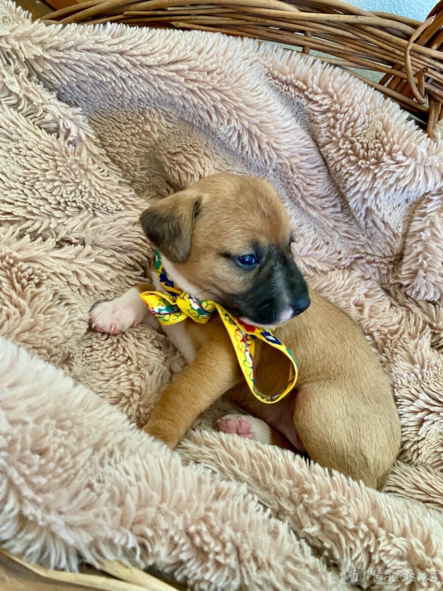 Štěňata kříženec Parson russel teriér - 9