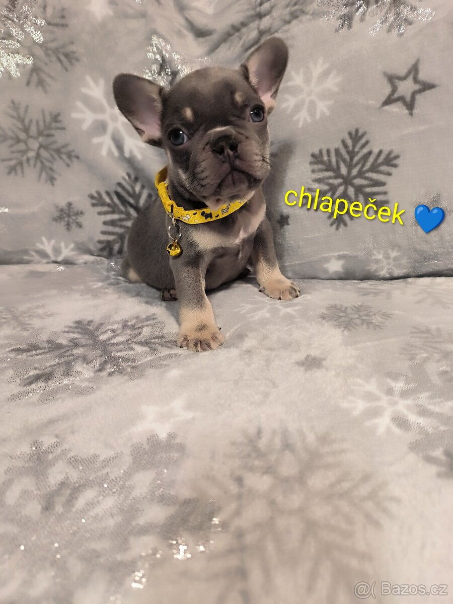 Francouzský buldoček - 9