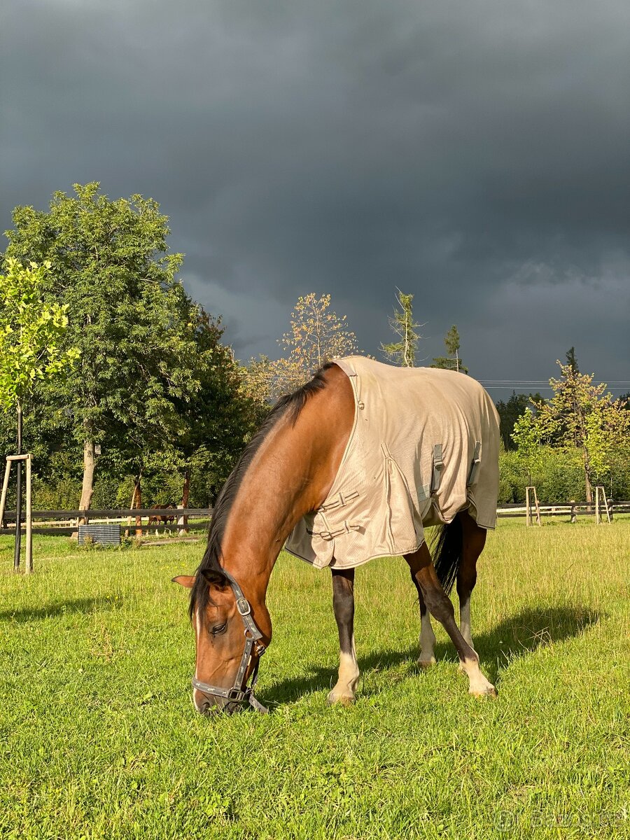 FEI Drezurní pony valach - 9