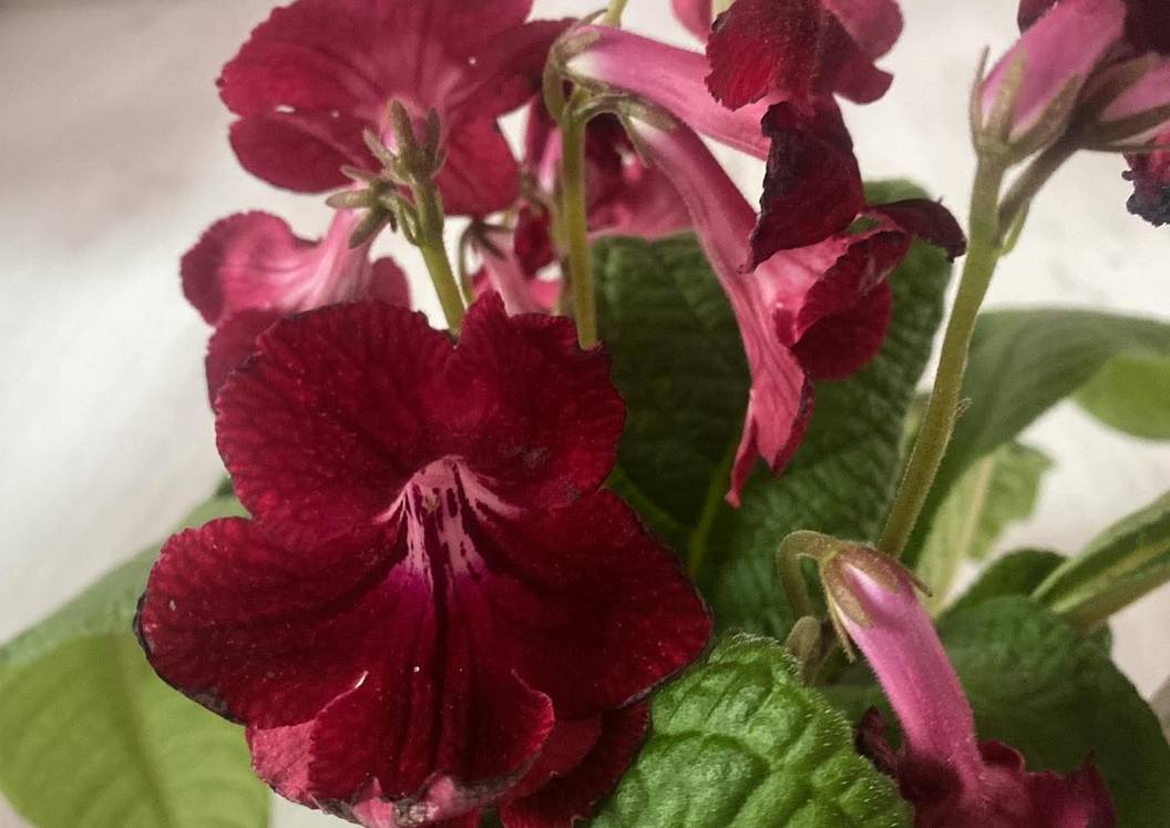 Streptocarpus - tořivka - 9