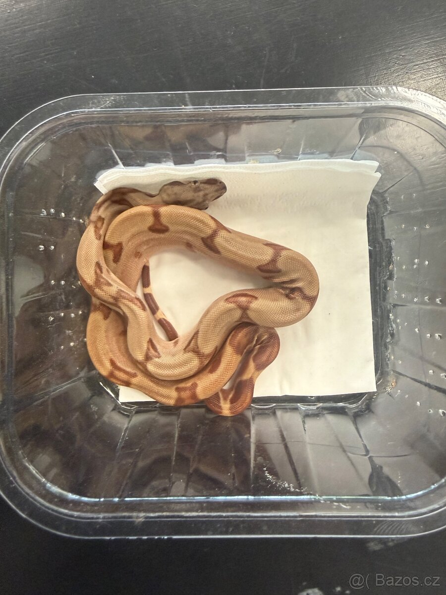 Hroznýš královský-mláďata - 9