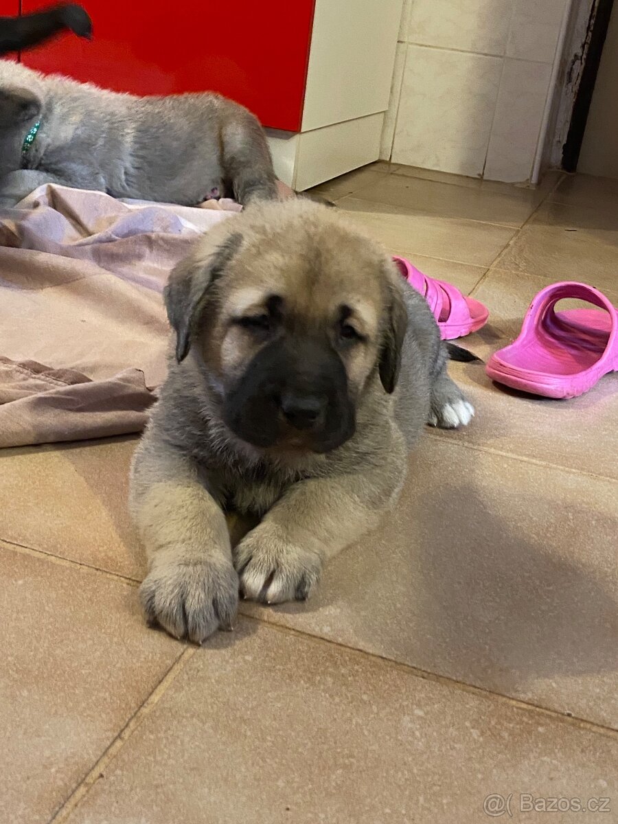 Španělský mastin- nabízíme štěňátka k odběru po 20.lednu - 9