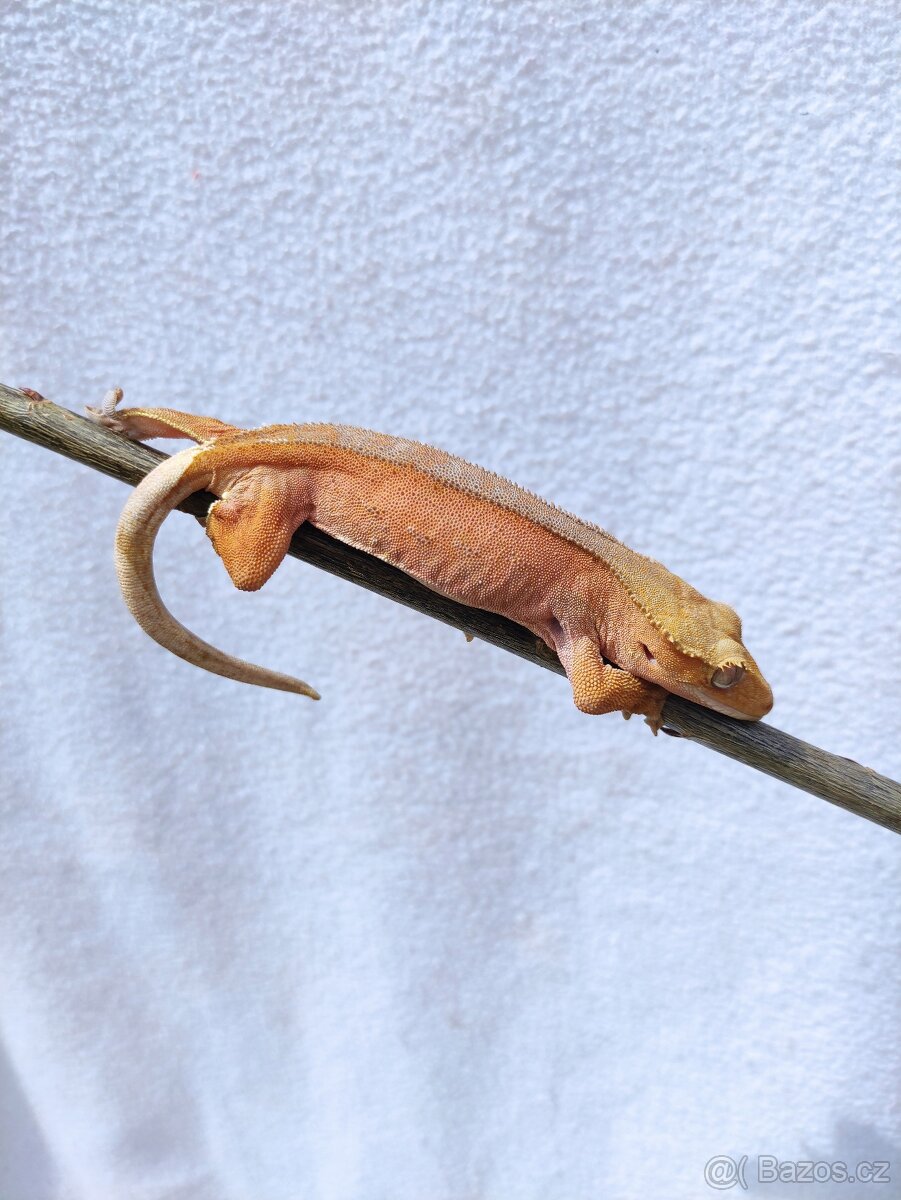 pagekon řasnatý, terárium - 9