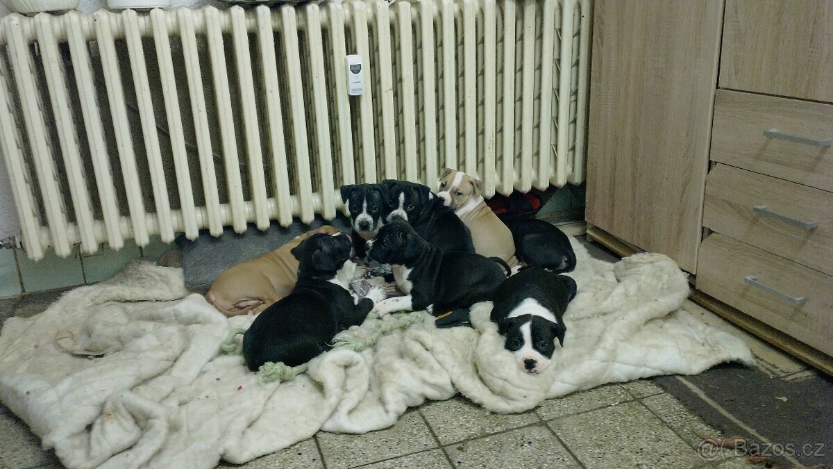 Americký stafordšírský teriér - 9