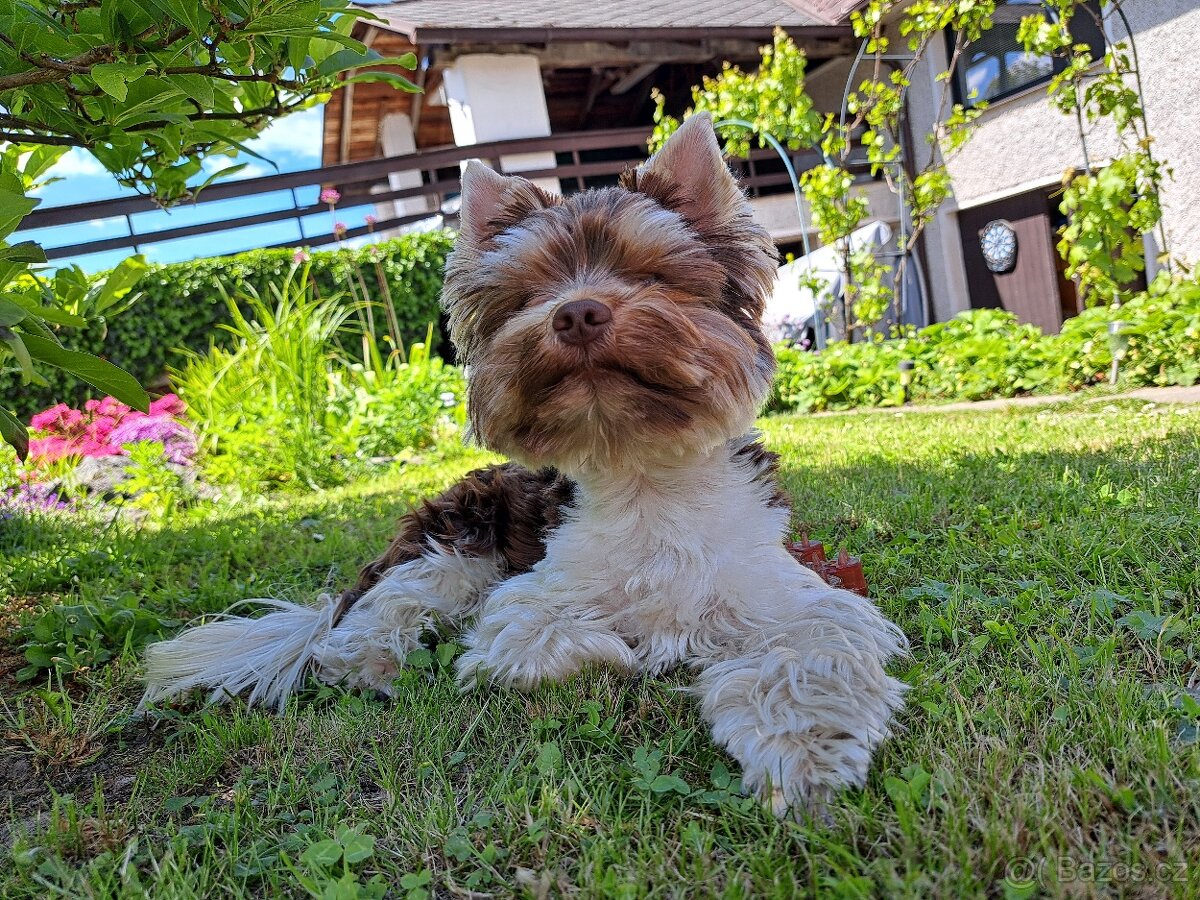 Yorkshire teriér s PP/ krytí - 9