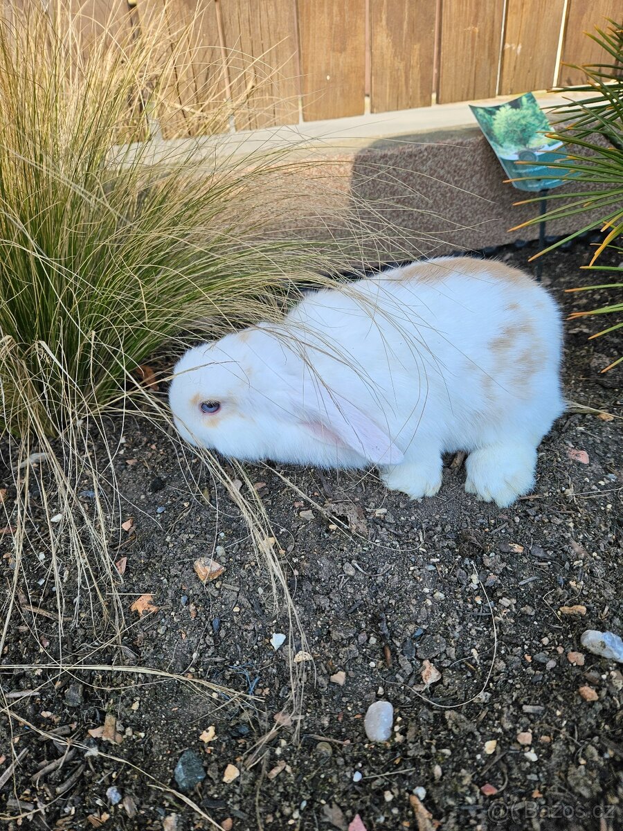 Zakrslý králík - 9