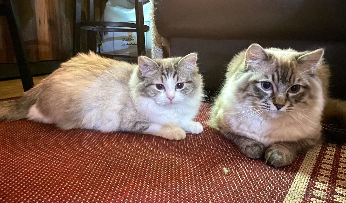 Ragdoll koťátka s PP FIFe - 9