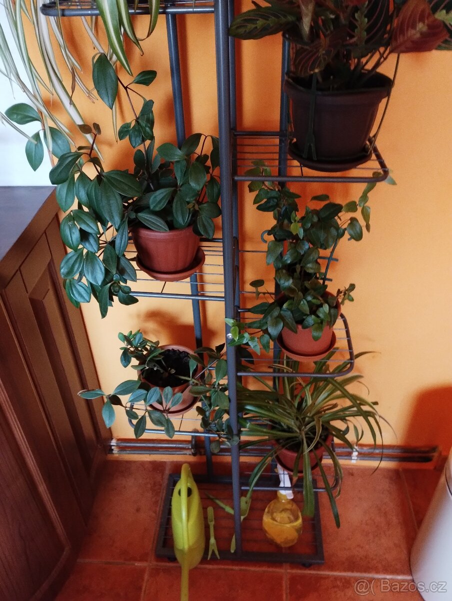 Pokojové rostliny - 9