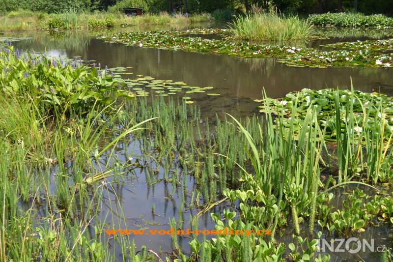 vodní rostliny bahenní rostliny - 9