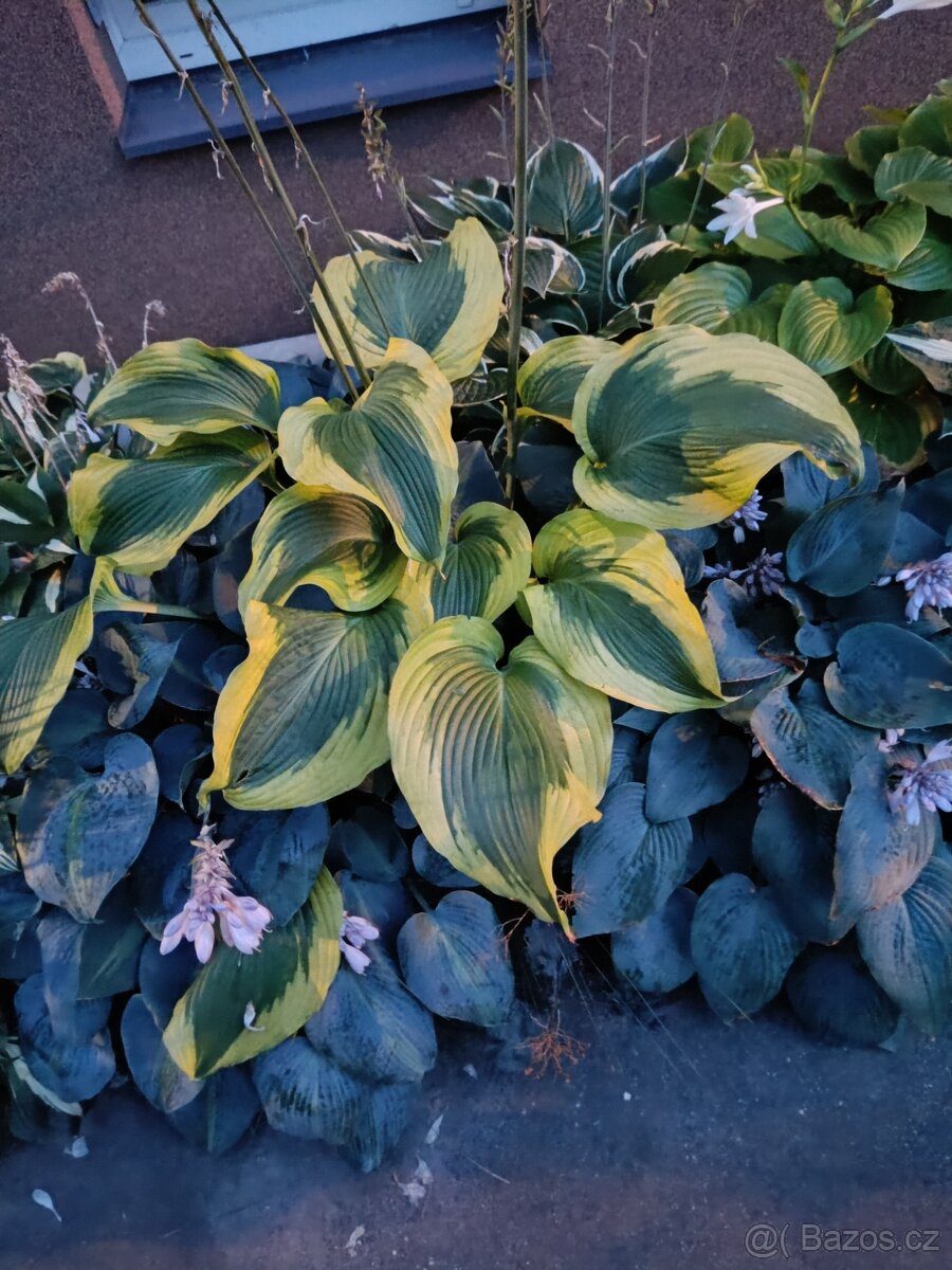 Hosta z vlastní zahrádky - 9
