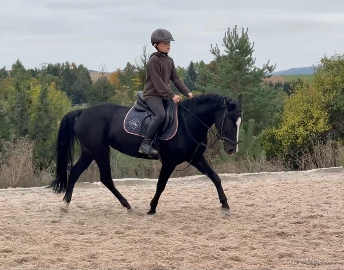 pony klisna do sportu - 9