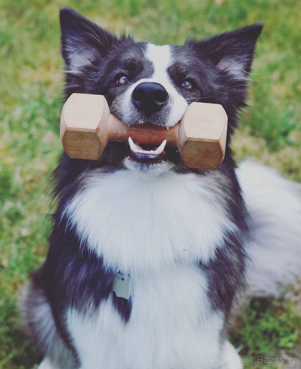 Border kolie s PP - 9