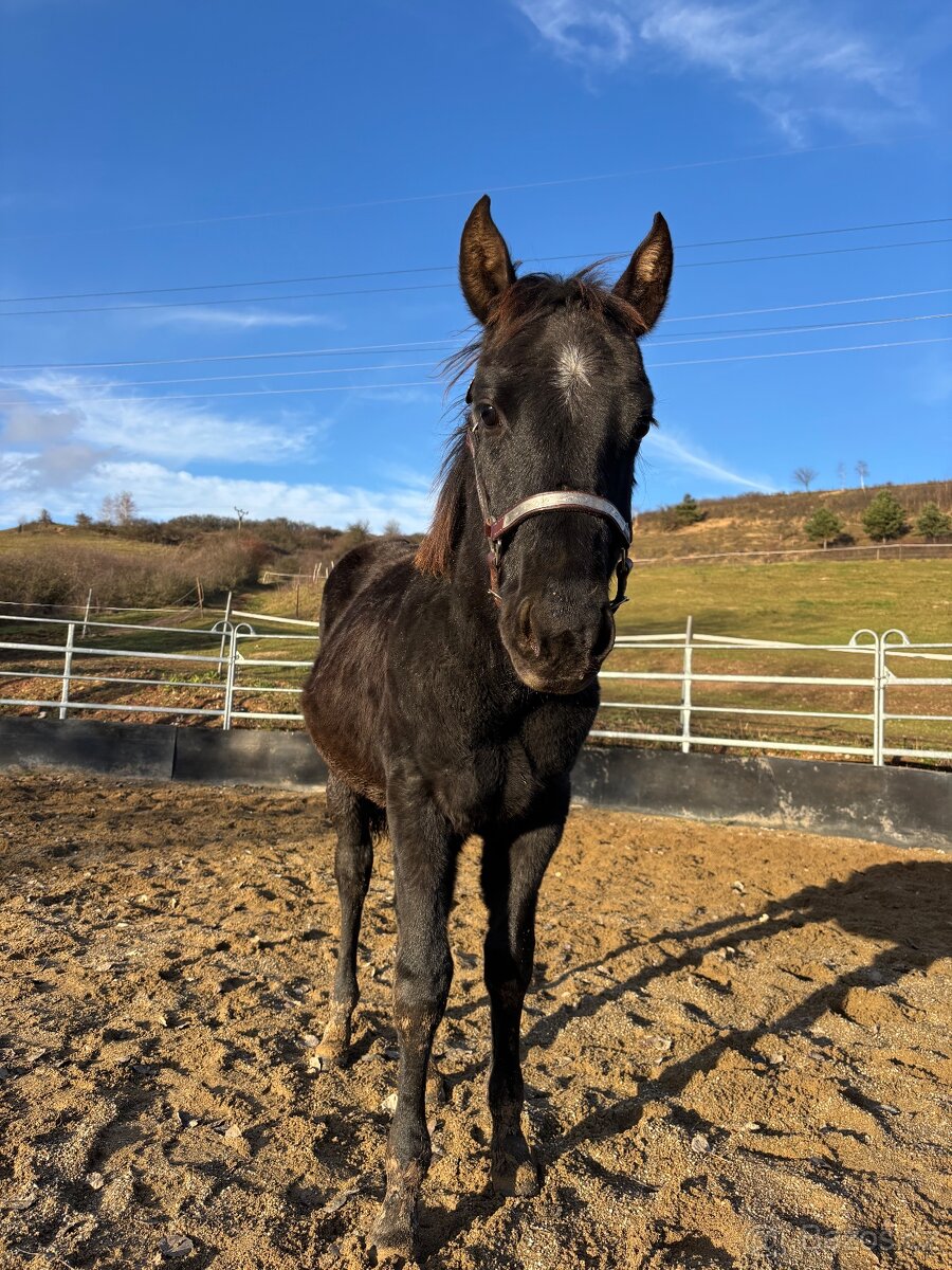 Blue Roan Žrebček - 9