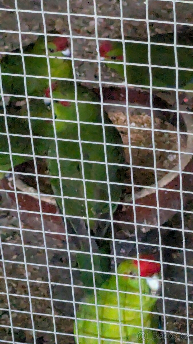 Kakariky rudočelé - 9