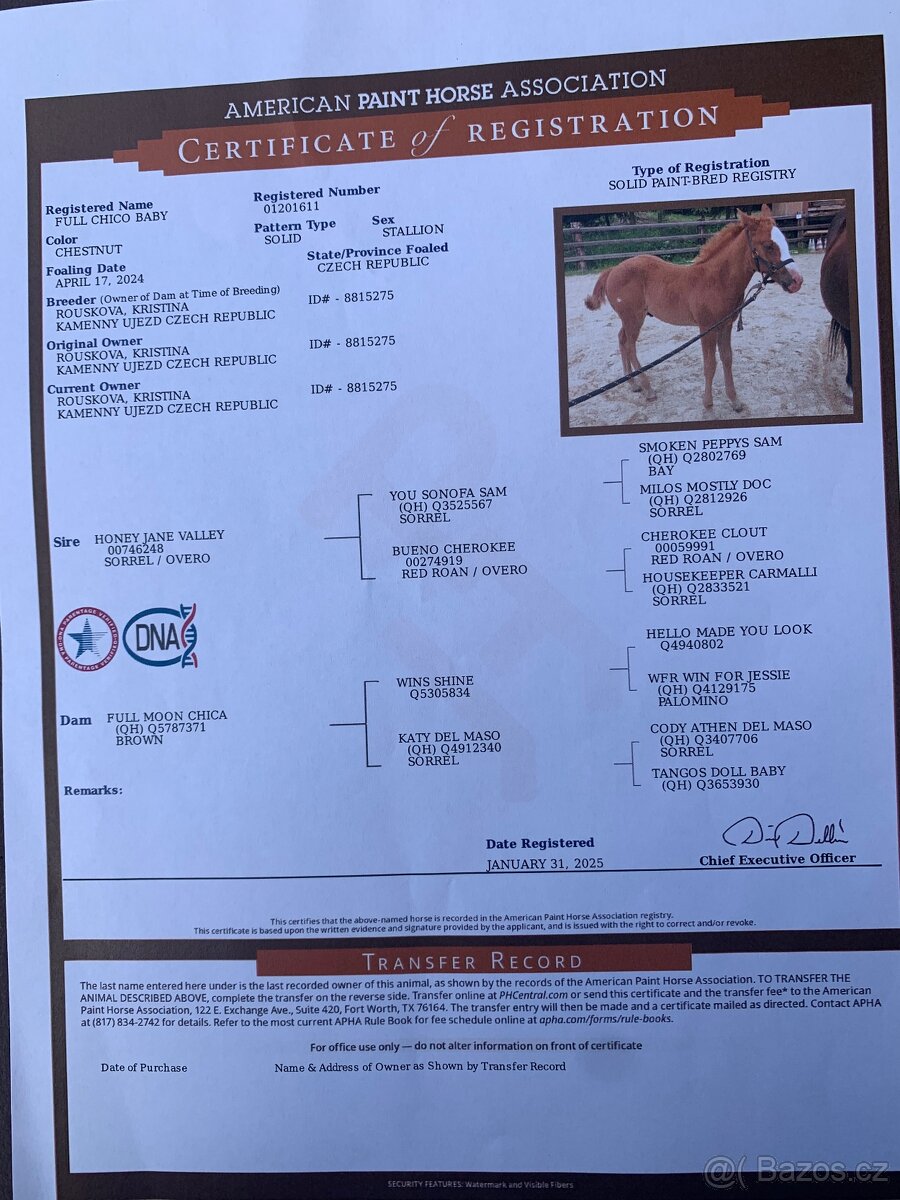 Prodám hřebečka APH - 9