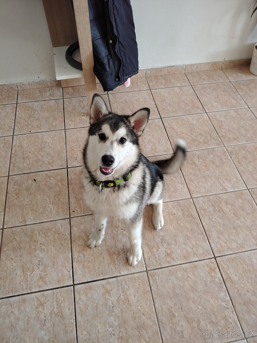 Aljašský Malamut bez pp - 9